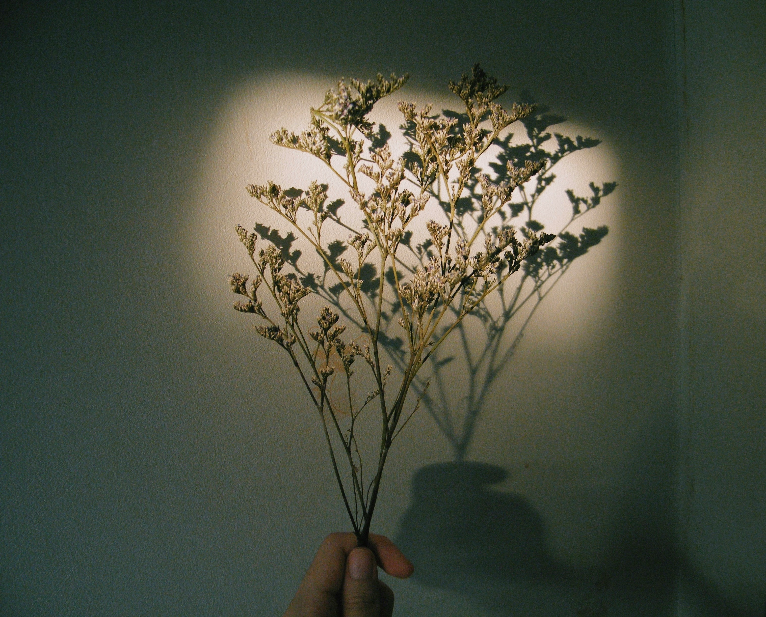 Minimalist dried flowers casting a warm shadow on the wall, creating a cozy and calming mood for Resture’s hero banner
